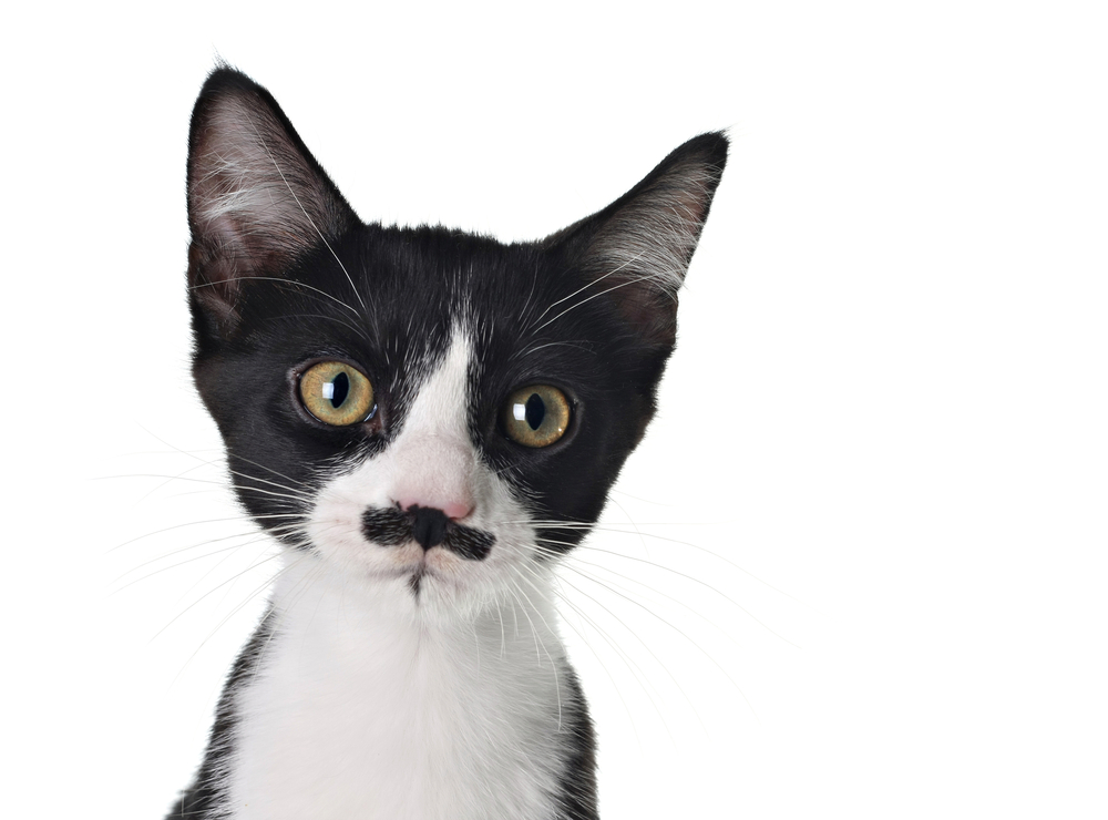 charity choice cat.jpg